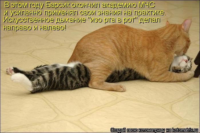 Практика (котоматрицы)