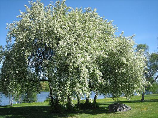 Черёмуха (памяти Татьяны Коршиловой)