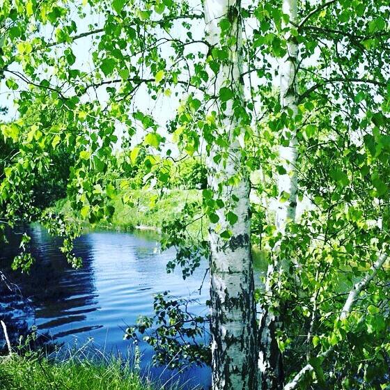 Ветерок и березка (акустика) - Жанна Вишнякова Арс