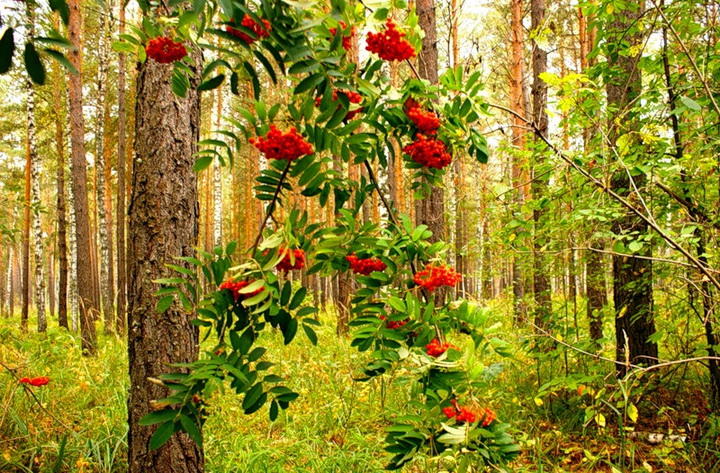 Рябиновые бусы…