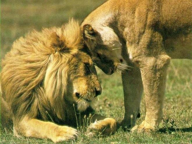 Царь зверей