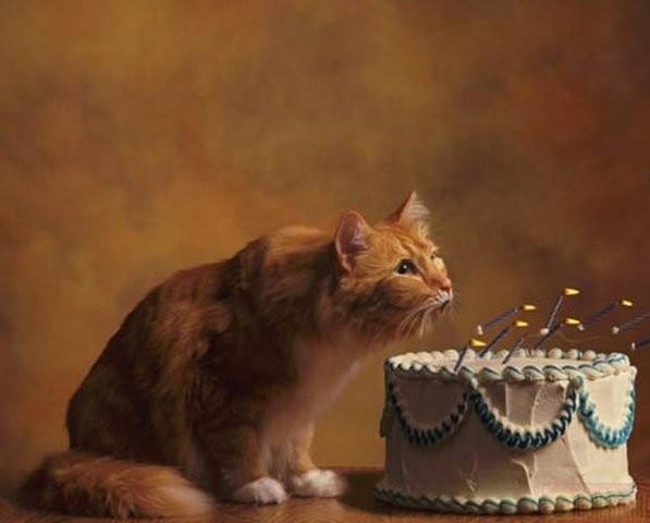 Поздравление с Днём Рождения коту ☺