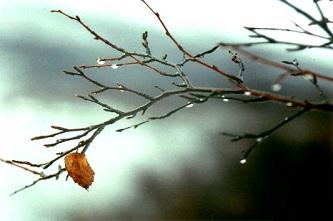 Прощальный лист...