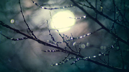 на девять жизней