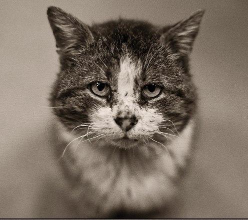 возьму кота...