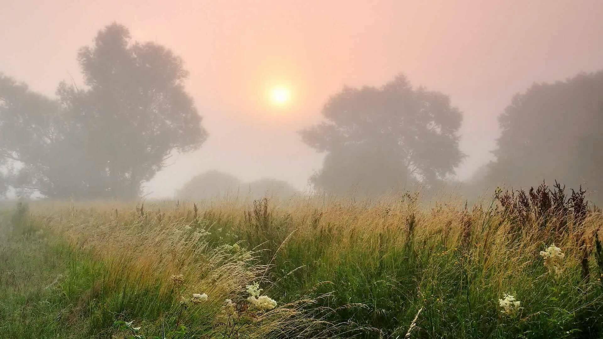Спокойно ранним утром в глухом. Поле в тумане. Туманное утро. Утреннее поле в тумане. Рассвет туман.