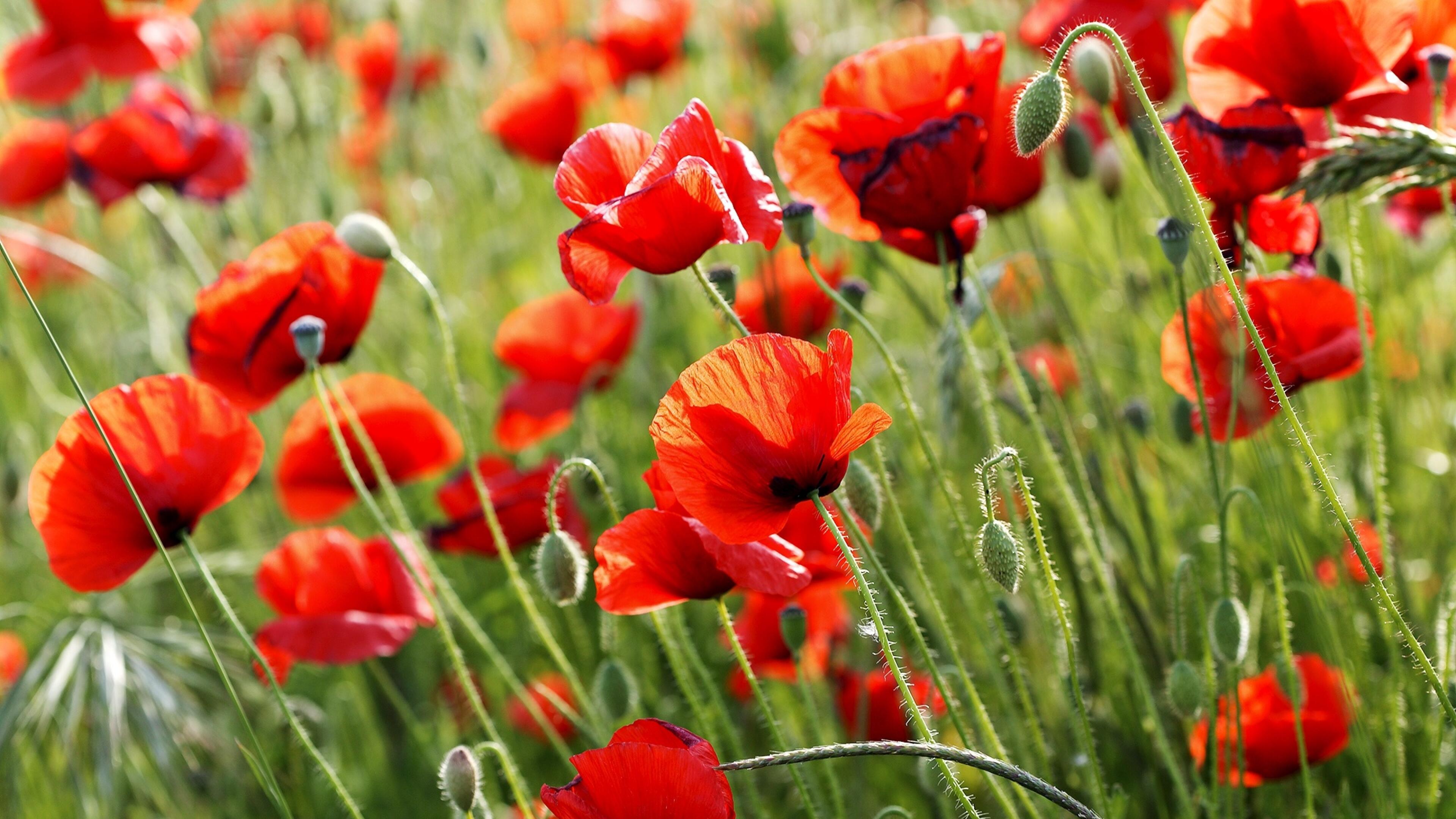 МАКИ В ПОЛЕ ТРЕВОГА И РАДОСТЬ