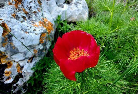 Я - ПИОН!  ( ответ Светлане )