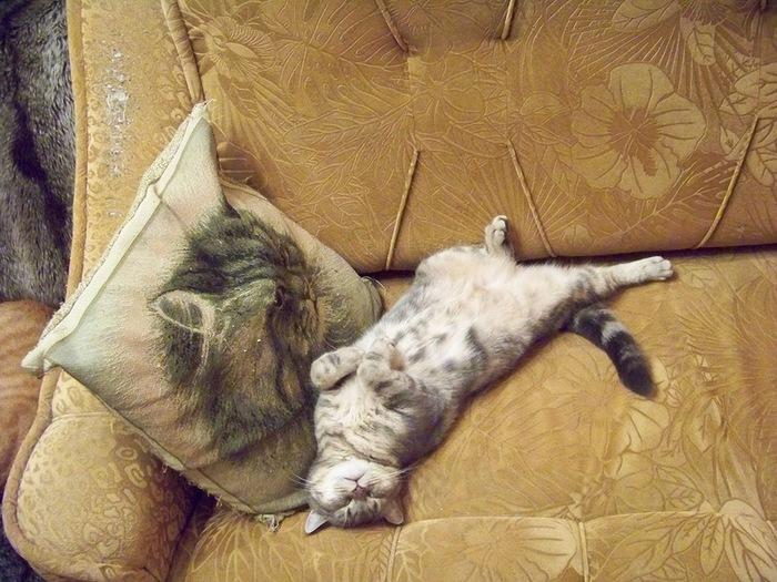 Кот улёгся на диване…