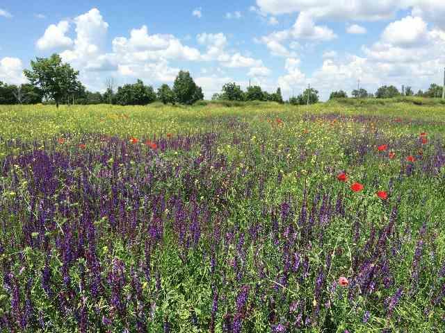 Начало лета