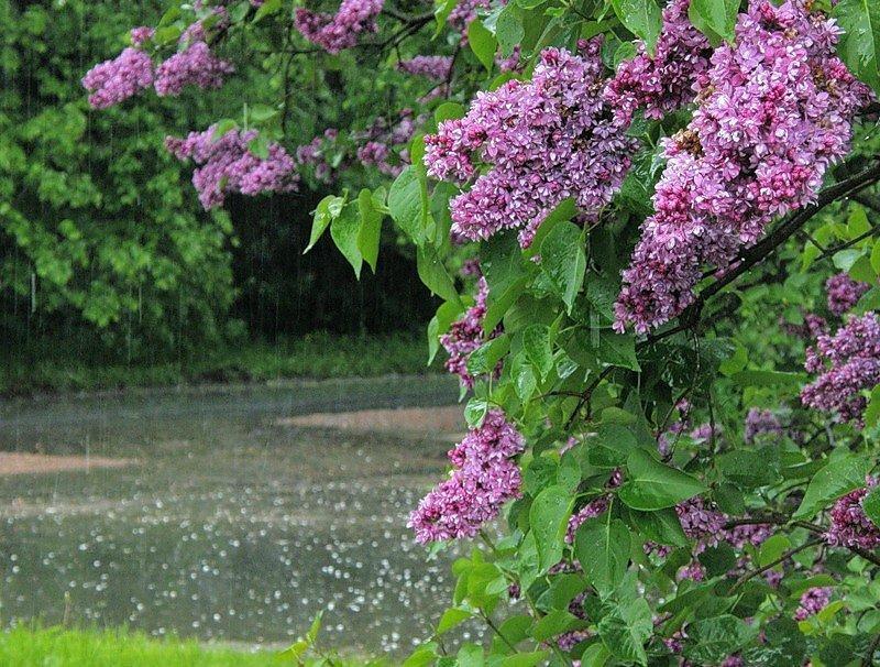 Зажечь не солнце, пусть свечу