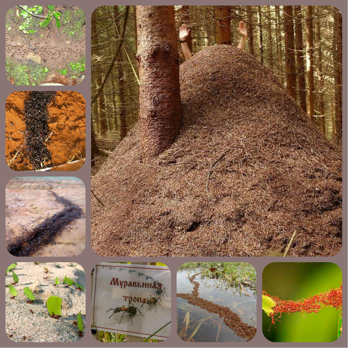 КАРЕЛИЯ СЕМИДЕСЯТЫХ…