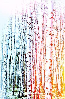 Свечи-берёзы