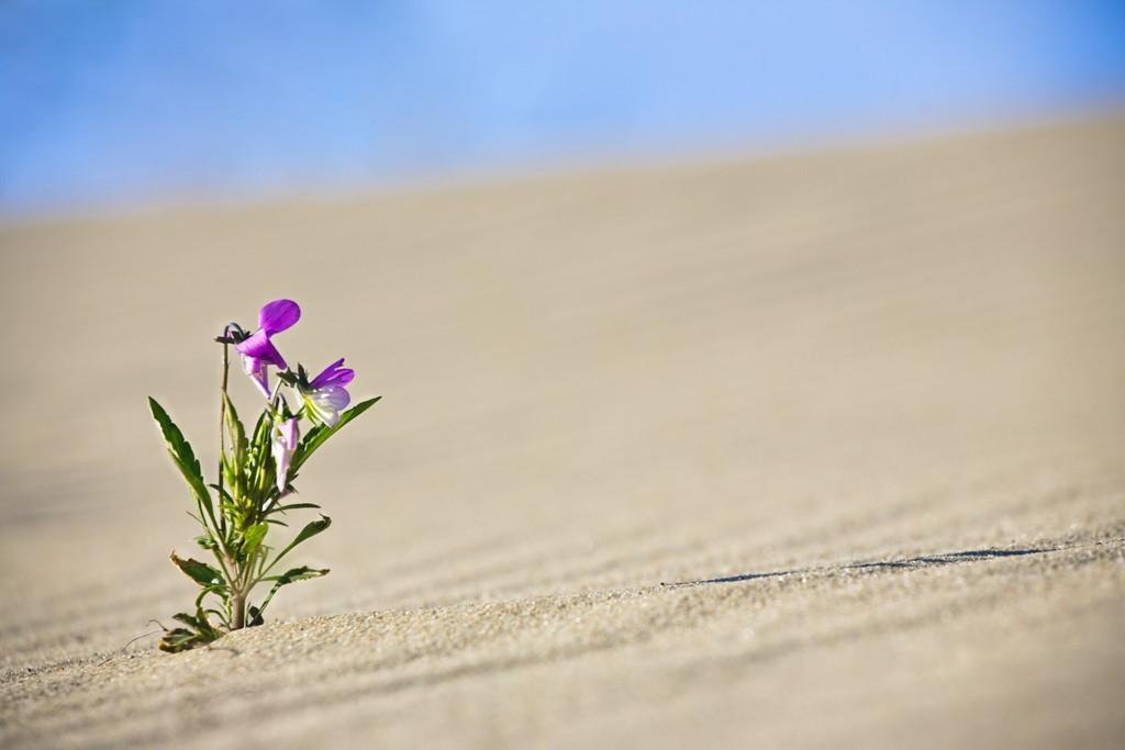 Восточная Легенда (А.Ладыгин)