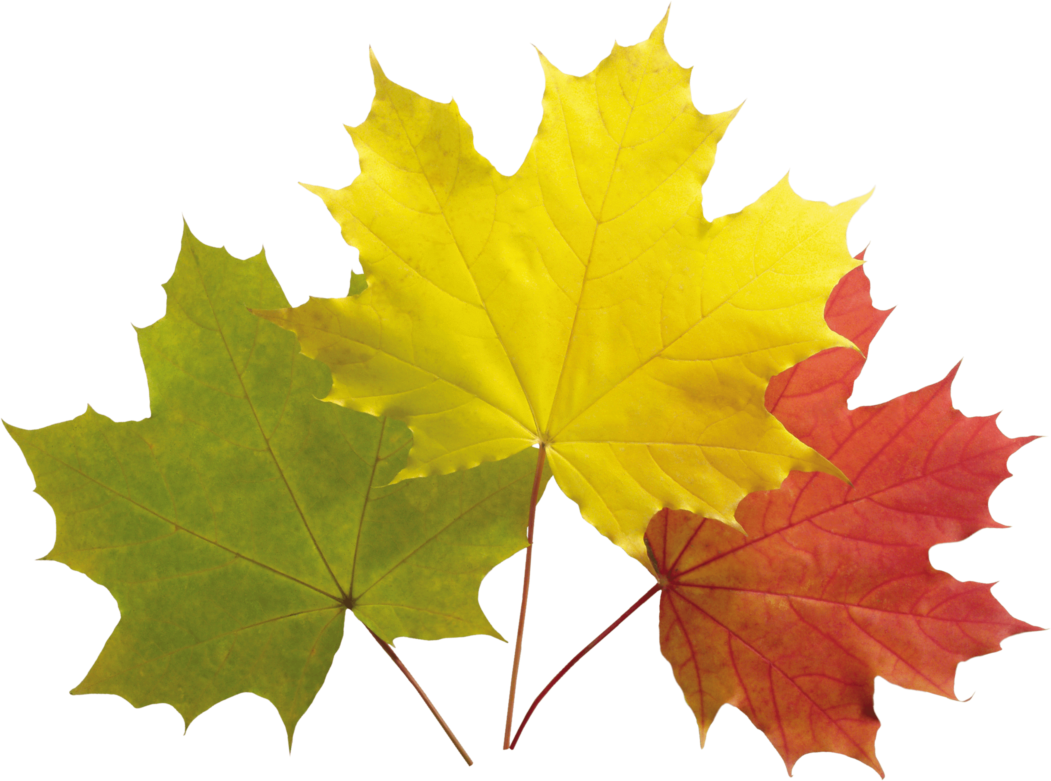 Листья клена 7. Осенние листья. Осенние листочки. Кленовый лист. Кленовые листочки.