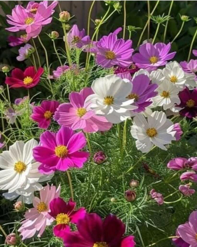 Я с Тобою, Спаситель, люблю 