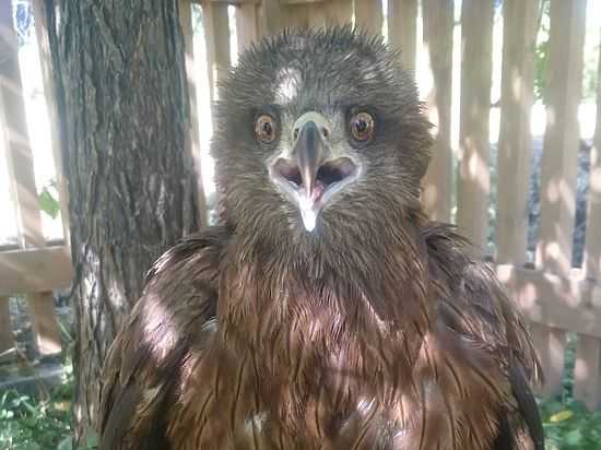 Сибирская бабка откормила коршуна