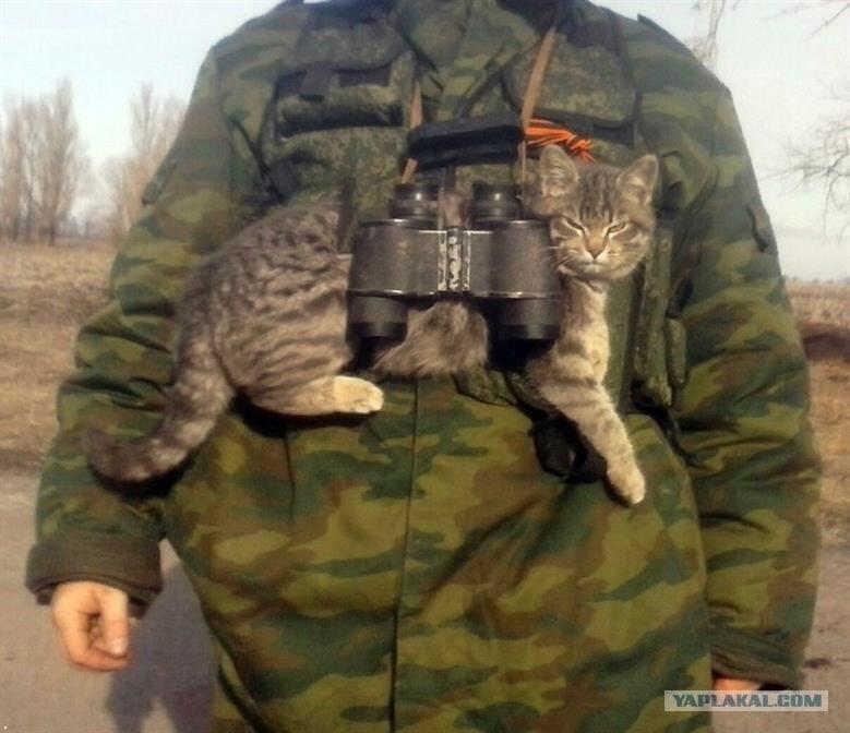 Фронтовой Кот