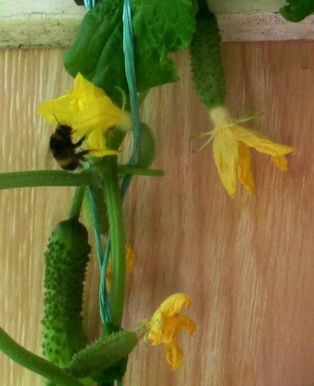 Полосатый, мохнатый друг