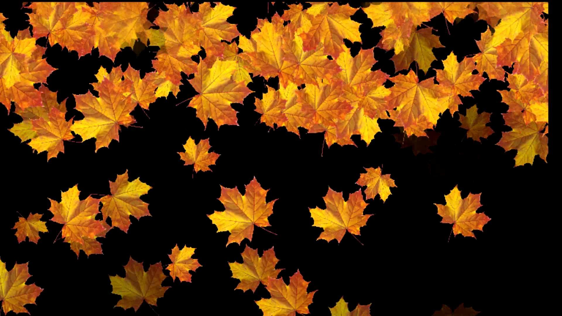 Шелестят золотистые листья