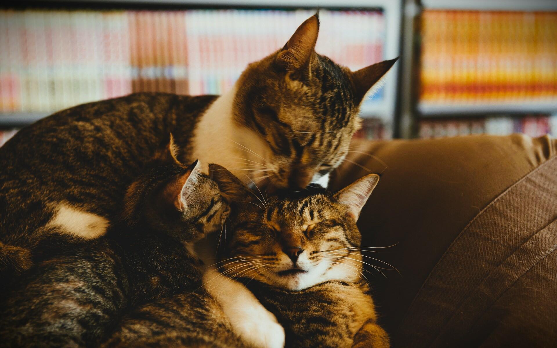 «Лит-ра» 25: «Благородное семейство».