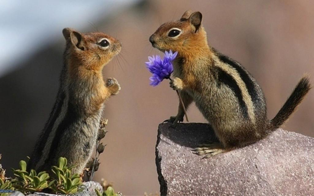Не стоит о счастье кричать...