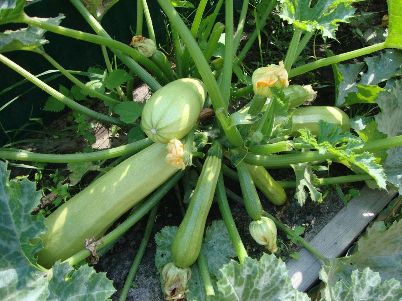 Карма ооо-городная