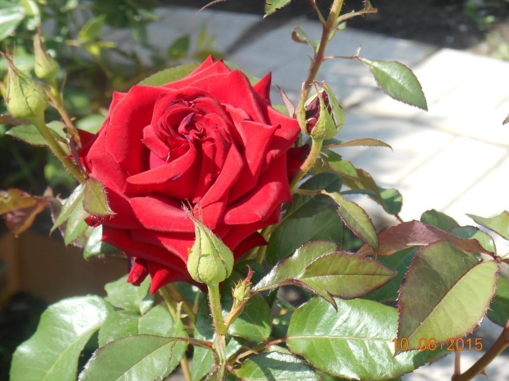 Голубая медуза