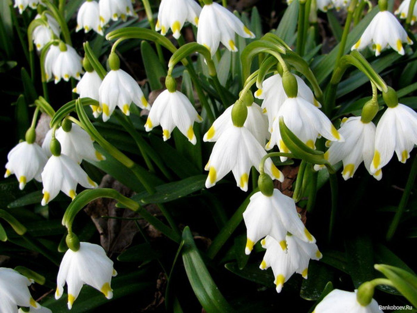 Весна в Карпатах