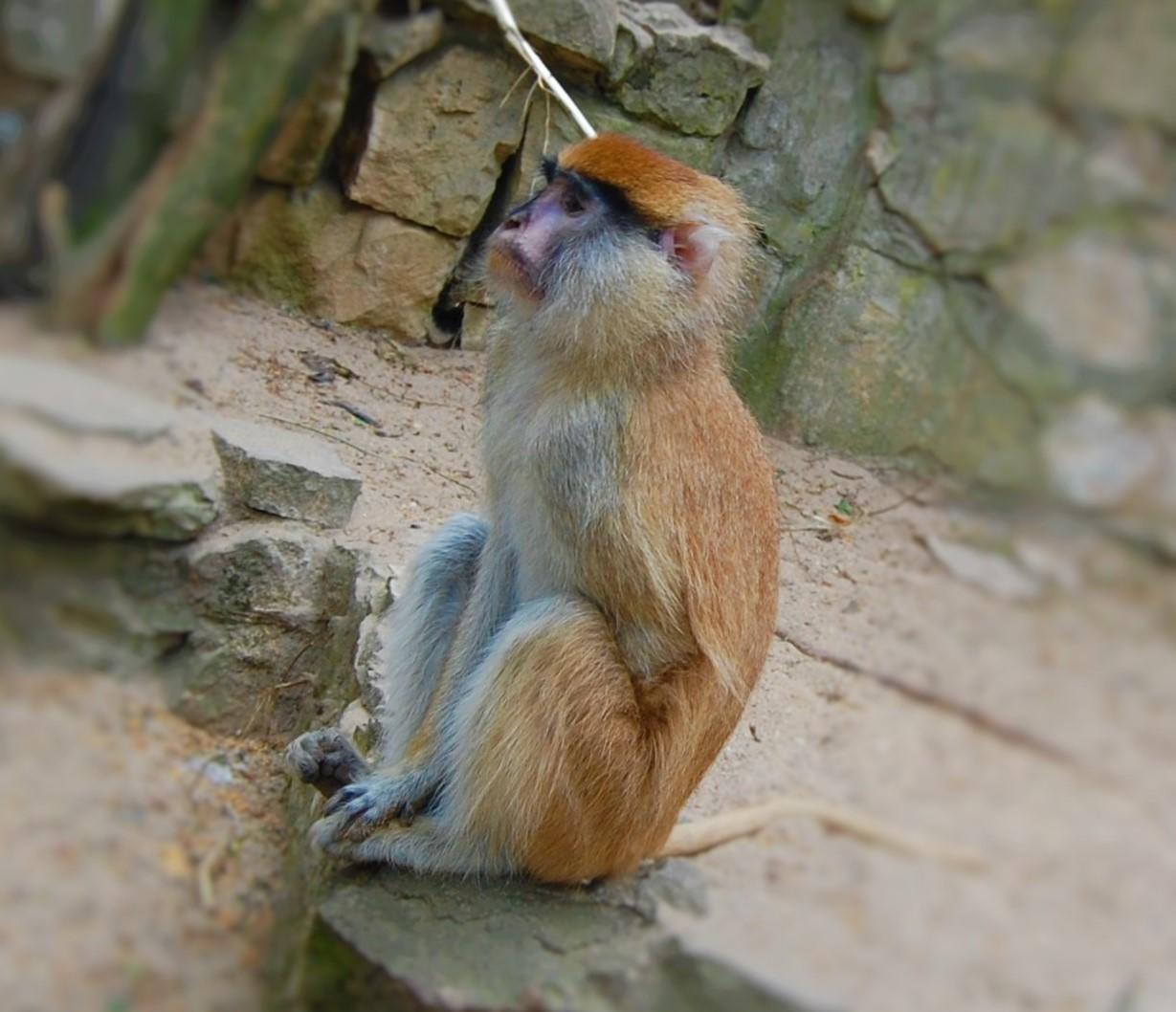 Гусар - мартышка