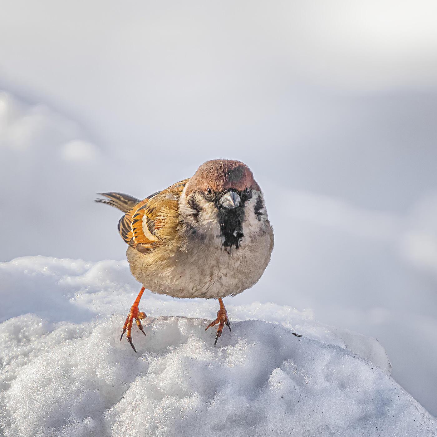 Старая притча