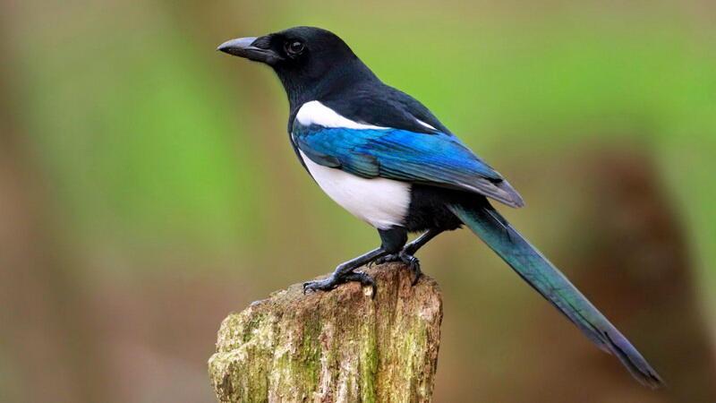 Расстрелянный сон