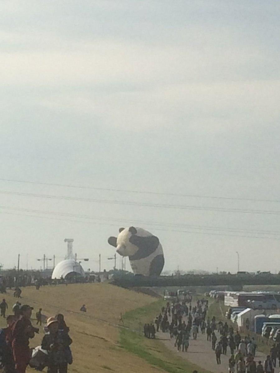 НОВОПРОВИНЦИАЛ: Гигпанда и пересмешник