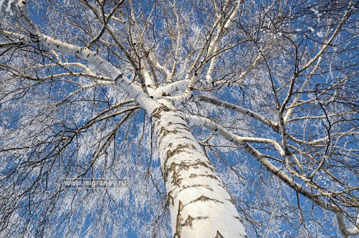 ФЕВРАЛЬСКАЯ ЛАЗУРЬ