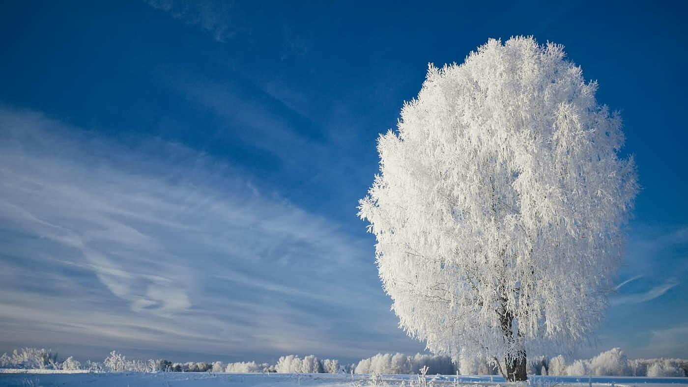 Уснули пышные берёзы