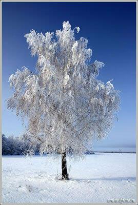 ЗОЛОТАЯ МЕТЕЛЬ /сонет/