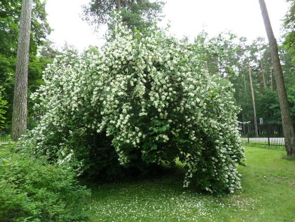 ОПАДАЕТ ЦВЕТ ЖАСМИНА