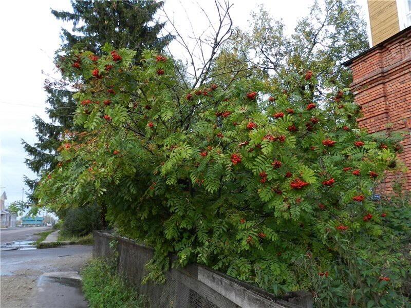 Так и мы в чужом краю,как та рябинка.