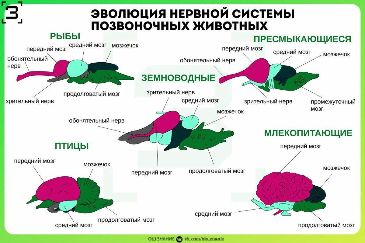 Сознание и Эволюция : заключительная часть