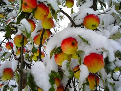 Первый снег.