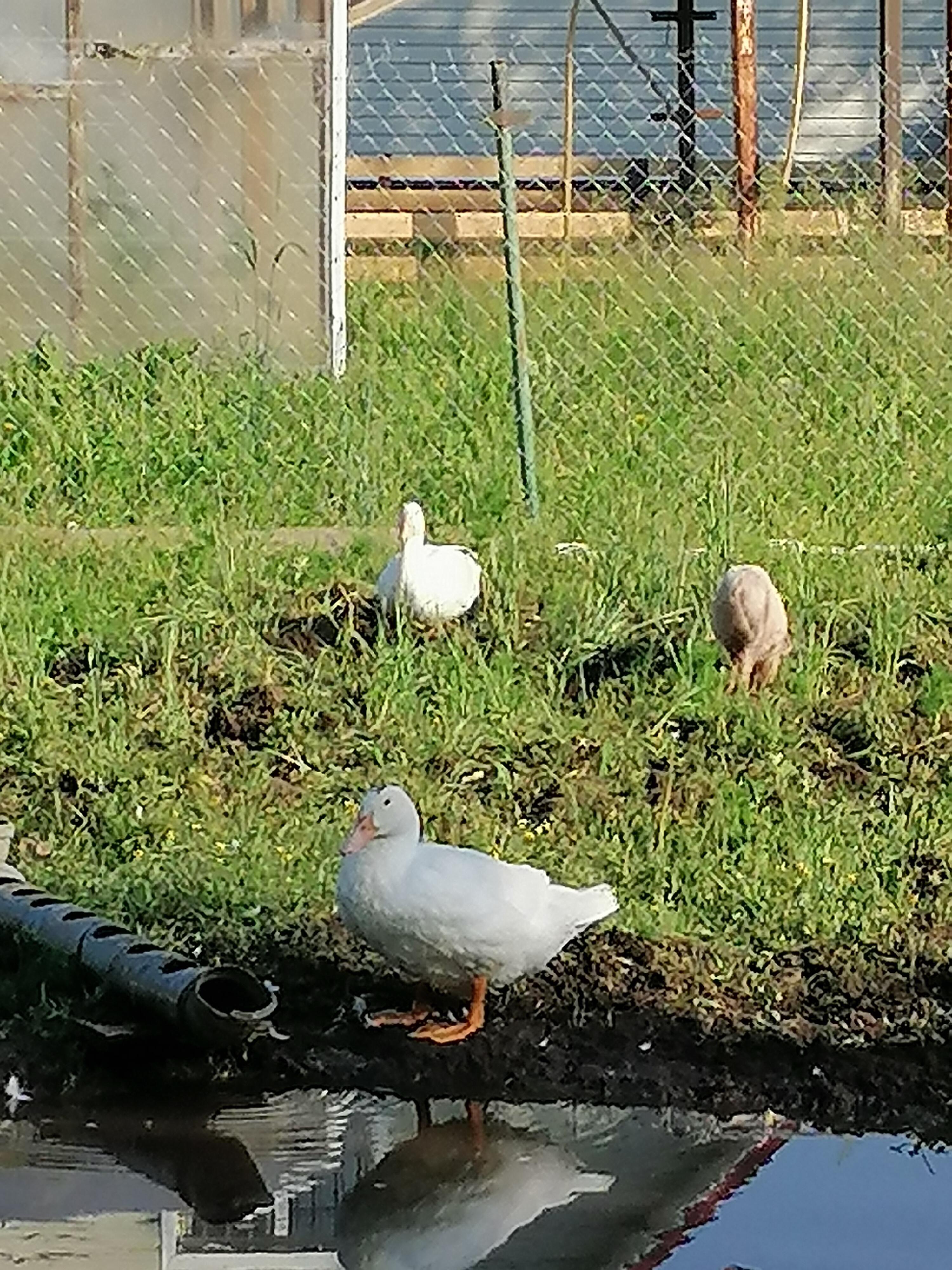 Бедный Хрю - хрюндель