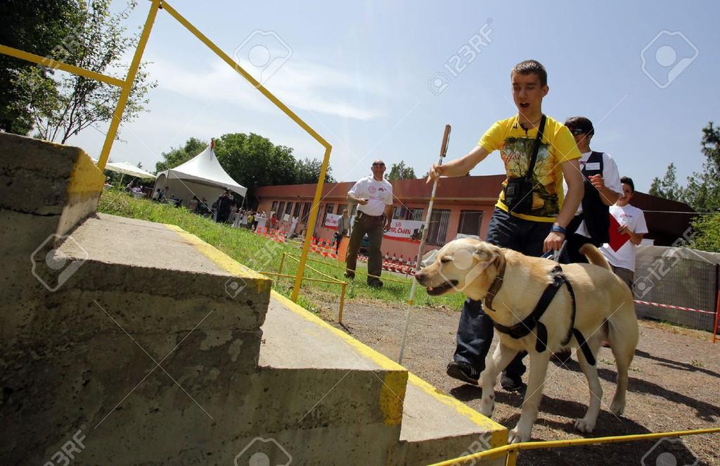 "Слепой и пес поводырь"