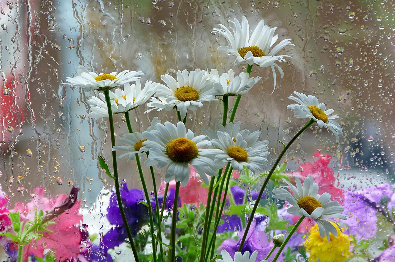 Доброе дождливое утро весны. Летние цветы. Ромашки и дождь. Цветы дождя. Летнее утро.