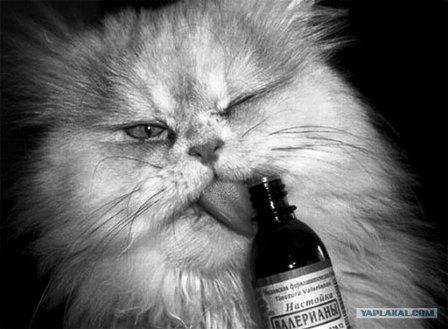 Я буду Твоей Валерьянкой...