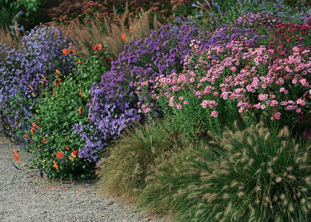 Запахи сентябрин манят