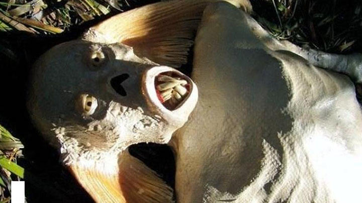 Осетрина третьей свежести