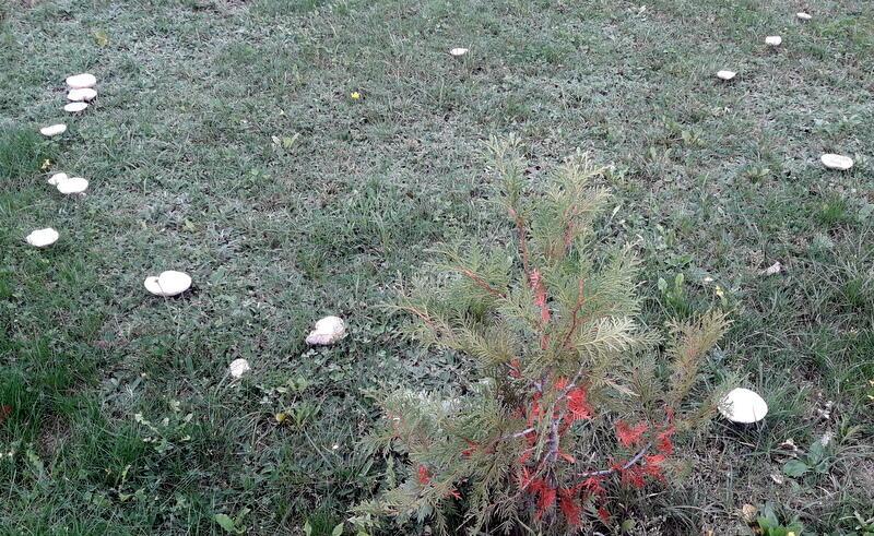 ПРО ПОГАНКИ