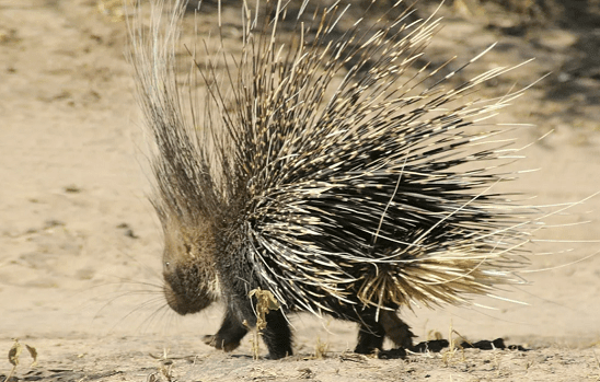 Про дикобраза. Недобасня