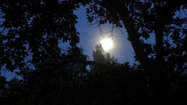 Без вести пропавший