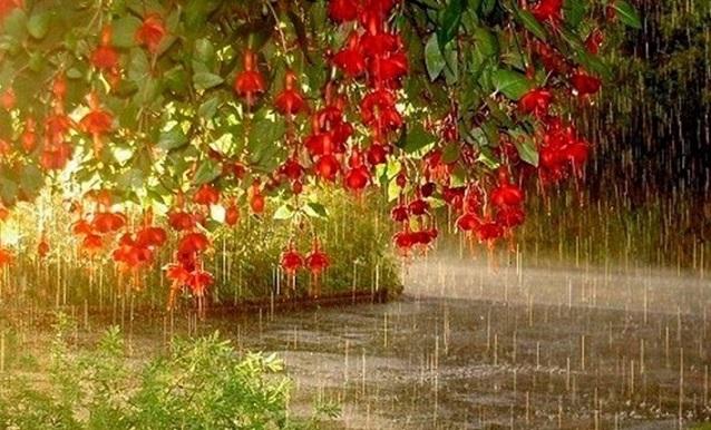 Скучают летние цветы